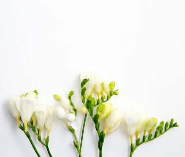 Bahar arka plan. Güzel bahar frezya çiçeği beyaz zemin üzerinde. Metin, yer yakın çekim.