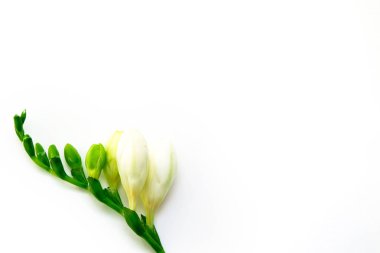 Bahar arka plan. Güzel bahar frezya çiçeği beyaz zemin üzerinde. Metin, yer yakın çekim.