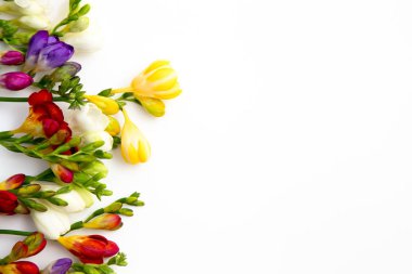 Bahar arka plan. Güzel bahar frezya çiçeği beyaz zemin üzerinde. Metin, yer yakın çekim.