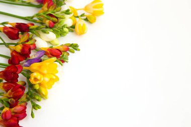 Bahar arka plan. Güzel bahar frezya çiçeği beyaz zemin üzerinde. Metin, yer yakın çekim.