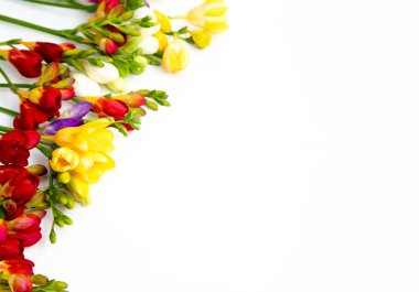 Bahar arka plan. Güzel bahar frezya çiçeği beyaz zemin üzerinde. Metin, yer yakın çekim.