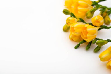 Bahar arka plan. Güzel bahar frezya çiçeği beyaz zemin üzerinde. Metin, yer yakın çekim.