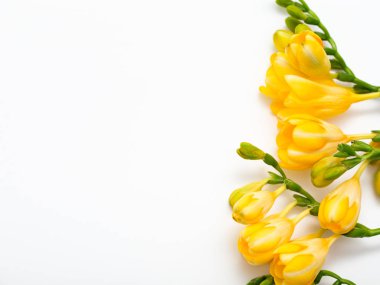 Bahar arka plan. Güzel bahar frezya çiçeği beyaz zemin üzerinde. Metin, yer yakın çekim.