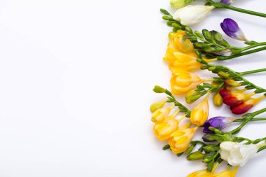 Bahar arka plan. Güzel bahar frezya çiçeği beyaz zemin üzerinde. Metin, yer yakın çekim.