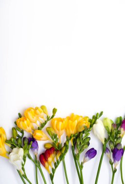 Bahar arka plan. Güzel bahar frezya çiçeği beyaz zemin üzerinde. Metin, yer yakın çekim.