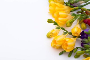 Bahar arka plan. Güzel bahar frezya çiçeği beyaz zemin üzerinde. Metin, yer yakın çekim.