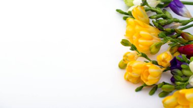 Bahar arka plan. Güzel bahar frezya çiçeği beyaz zemin üzerinde. Metin, yer yakın çekim.