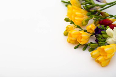 Bahar arka plan. Güzel bahar frezya çiçeği beyaz zemin üzerinde. Metin, yer yakın çekim.