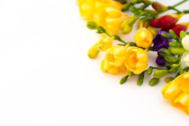 Bahar arka plan. Güzel bahar frezya çiçeği beyaz zemin üzerinde. Metin, yer yakın çekim.