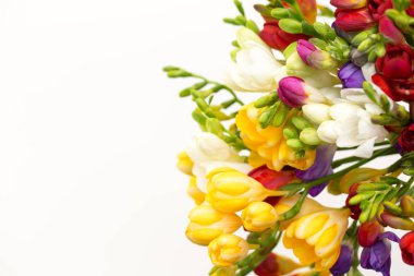 Bahar arka plan. Güzel bahar frezya çiçeği beyaz zemin üzerinde. Metin, yer yakın çekim.