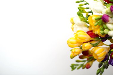 Bahar arka plan. Güzel bahar frezya çiçeği beyaz zemin üzerinde. Metin, yer yakın çekim.