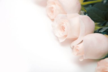 Beyaz gül. Beyaz bir arka plan üzerinde hassas gül buketi. Metin için yer. Romantik arka plan bahar tatilleri için.