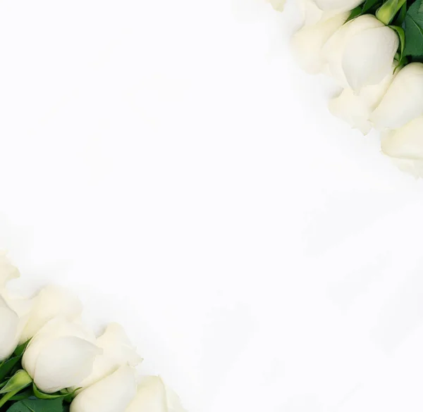 Белая Роза Букет Нежных Роз Белом Фоне Место Смс Романтический — стоковое фото