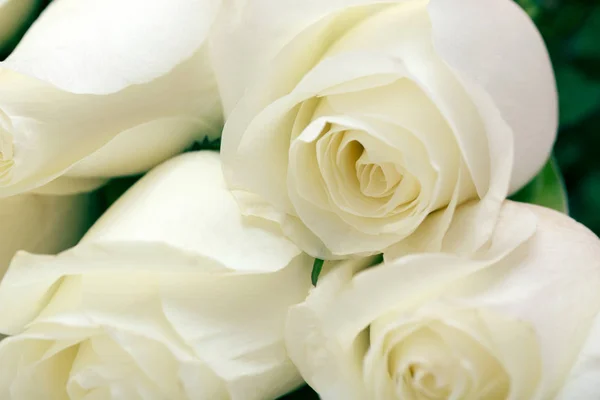 白いバラ 白地に繊細なバラの花束 テキストを配置します 春休みのロマンチックな背景 — ストック写真