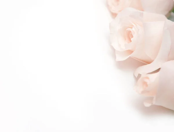Білий Підннявся Букет Делікатний Троянд Білому Тлі Місце Тексту Романтичний — стокове фото