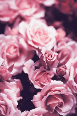 Bir gül ile hassas arka plan. Pastel arka plan, sakin renkleri. Metin eklemek için bir yer. Kart ve afiş için. Arka plan için yumuşak tarzında tatlı renk güller