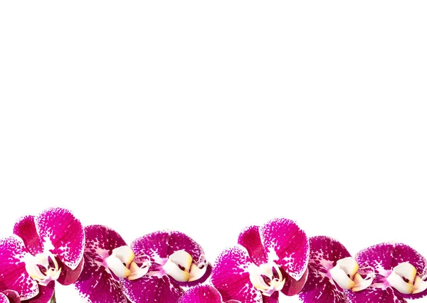 Orchidea virágok. Egy csokor virágot háttér. Hely a szöveget. A bloggerek, Intstagram. — Stock Fotó