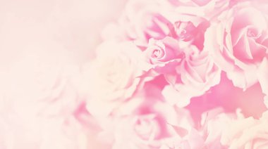 Bir gül ile hassas arka plan. Pastel arka plan, sakin renkleri. Metin eklemek için bir yer. Kart ve afiş için. Arka plan için yumuşak tarzında tatlı renk güller