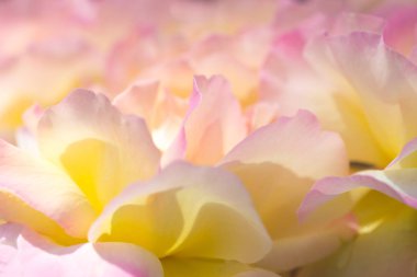 Bir gül ile hassas arka plan. Pastel arka plan, sakin renkleri. Metin eklemek için bir yer. Kart ve afiş için. Arka plan için yumuşak tarzında tatlı renk güller