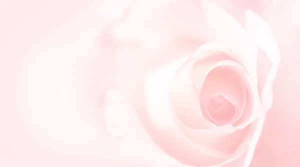 Zarten Hintergrund mit einer Rose. Pastellhintergrund, ruhige Farben. Platz, um Text einzufügen. für Karte und Banner. süße Farbe Rosen im weichen Stil für Hintergrund — Stockfoto