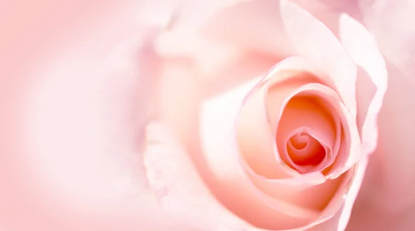 Λεπτή υπόβαθρο με ένα τριαντάφυλλο. Παστέλ φόντο, ήρεμα χρώματα. Μέρος για να εισαγάγετε κείμενο. Για την κάρτα και πανό. Γλυκό χρώμα τριαντάφυλλα σε απαλό στυλ για το φόντο — Φωτογραφία Αρχείου