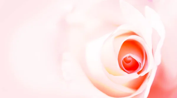 Delicate background with a rose. Pastel background, calm colors. Place to insert text. For card and banner. Sweet color roses in soft style for background — Stock Photo, Image