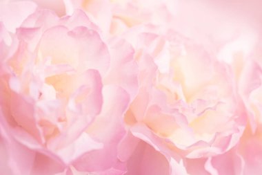 Bir gül ile hassas arka plan. Pastel arka plan, sakin renkleri. Metin eklemek için bir yer. Kart ve afiş için. Arka plan için yumuşak tarzında tatlı renk güller