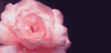 Bir gül ile hassas arka plan. Pastel arka plan, sakin renkleri. Metin eklemek için bir yer. Kart ve afiş için. Arka plan için yumuşak tarzında tatlı renk güller