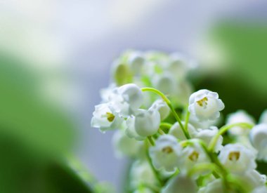 Hassas arka plan bahar ile vadideki zambak çiçekler. Pastel arka plan bahar, renkler sakin. Metin eklemek için bir yer. Kart ve afiş için. Tatlı çiçek arka plan için yumuşak tarzında