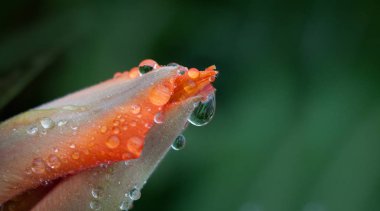 Çiğ ile güzel Lale bırakır. Metin eklemek için arka plan bahar. Tebrik kartı veya afiş.