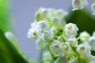 Hassas arka plan bahar ile vadideki zambak çiçekler. Pastel arka plan bahar, renkler sakin. Metin eklemek için bir yer. Kart ve afiş için. Tatlı çiçek arka plan için yumuşak tarzında