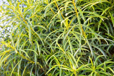 Parlak yeşil yaprakları dokusu. Yaz vejetatif arka plan. Doğal yaz ve bahar geçmişi. Boşluk Kopyala.