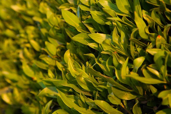 Textura de folhas verdes brilhantes. Fundo vegetativo de verão. Verão natural e fundo de primavera. Espaço de cópia . — Fotografia de Stock