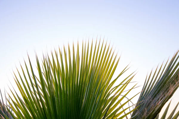 Palmeira no fundo de um céu azul claro. Antecedentes para inserir uma imagem ou texto sobre um tema - turismo, viagens e lazer. Fundo natural — Fotografia de Stock