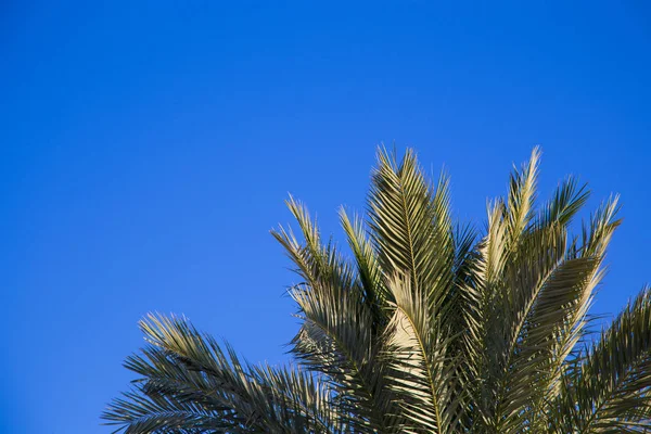 Palmeira no fundo de um céu azul claro. Antecedentes para inserir uma imagem ou texto sobre um tema - turismo, viagens e lazer. Fundo natural — Fotografia de Stock