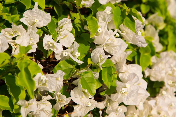 Λαμπερά λουλούδια. Καλοκαιρινό και ανοιξιάτικο φόντο. Πολύχρωμα λουλούδια στο φως του ήλιου. — Φωτογραφία Αρχείου