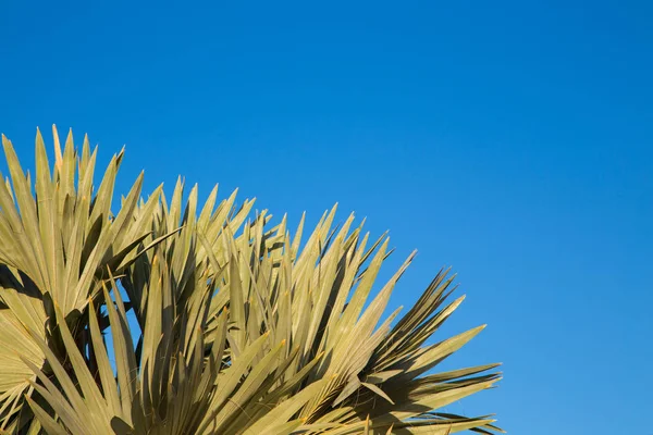 Palmeira no fundo de um céu azul claro. Antecedentes para inserir uma imagem ou texto sobre um tema - turismo, viagens e lazer. Fundo natural — Fotografia de Stock