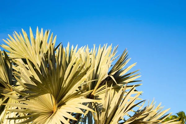 Palmeira no fundo de um céu azul claro. Antecedentes para inserir uma imagem ou texto sobre um tema - turismo, viagens e lazer. Fundo natural — Fotografia de Stock