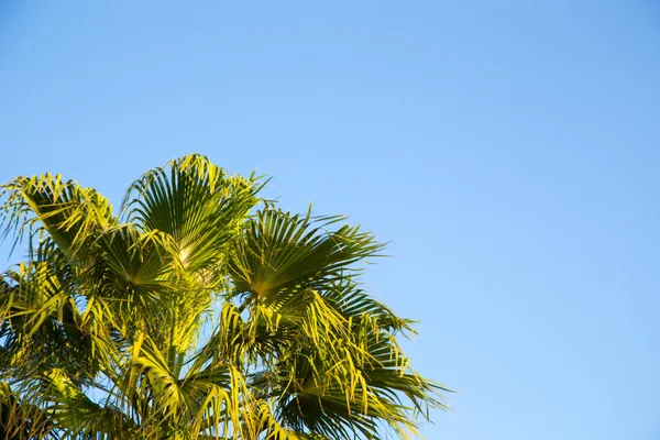 Palmeira no fundo de um céu azul claro. Antecedentes para inserir uma imagem ou texto sobre um tema - turismo, viagens e lazer. Fundo natural — Fotografia de Stock