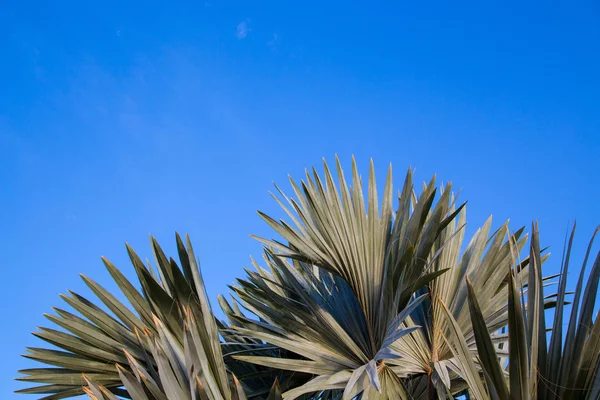 Palmeira no fundo de um céu azul claro. Antecedentes para inserir uma imagem ou texto sobre um tema - turismo, viagens e lazer. Fundo natural — Fotografia de Stock