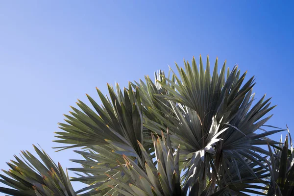 Palmeira no fundo de um céu azul claro. Antecedentes para inserir uma imagem ou texto sobre um tema - turismo, viagens e lazer. Fundo natural — Fotografia de Stock