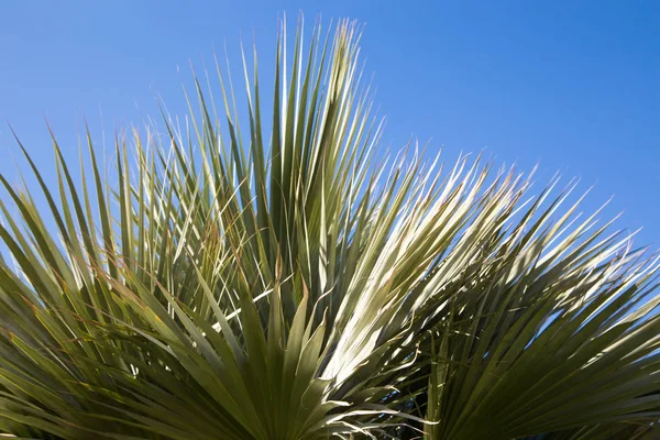 Palmier en arrière-plan d'un ciel bleu clair. Arrière-plan pour insérer une image ou un texte sur un thème - tourisme, voyage et loisirs. Contexte naturel — Photo