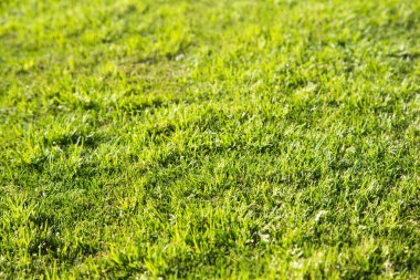 Yeşil çim doğal arka plan dokusu, çim arka planı için. Yaz bitkisel arka plan. Arka plan doğal yaz ve Bahar.