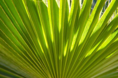 Parlak yeşil tropikal yaprak doku. Yaz bitkisel arka plan. Arka plan doğal yaz ve bahar. Kopya alanı.