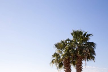 Masmavi bir gökyüzü arka planda palmiye ağacı. Resim veya metnin bir tema - turizm, seyahat ve eğlence üzerine eklemek için arka plan. Doğal arka plan
