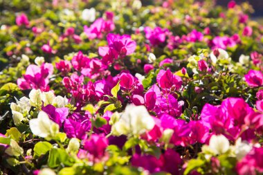 Parlak çiçekler. Yaz ve bahar geçmişi. Güneş ışığında çok renkli çiçekler.