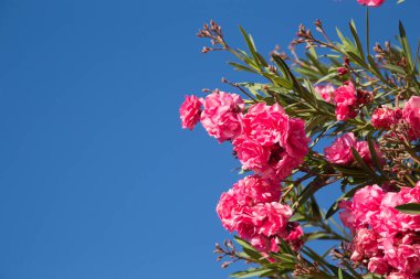 Çiçek pembe zakkum çiçekleri veya nerium Bahçe, arka plan mavi parlak gökyüzü üzerinde. Çerçeve ve arka plan metin ve görüntüler eklemek için. Arka plan doğal yaz ve bahar. Kopya alanı.