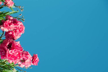 Çiçek pembe zakkum çiçekleri veya nerium Bahçe, arka plan mavi parlak gökyüzü üzerinde. Çerçeve ve arka plan metin ve görüntüler eklemek için. Arka plan doğal yaz ve bahar. Kopya alanı.
