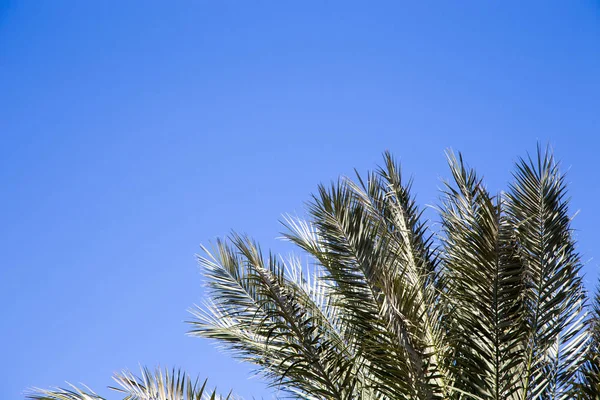 Palmeira no fundo de um céu azul claro. Antecedentes para inserir uma imagem ou texto sobre um tema - turismo, viagens e lazer. Fundo natural — Fotografia de Stock