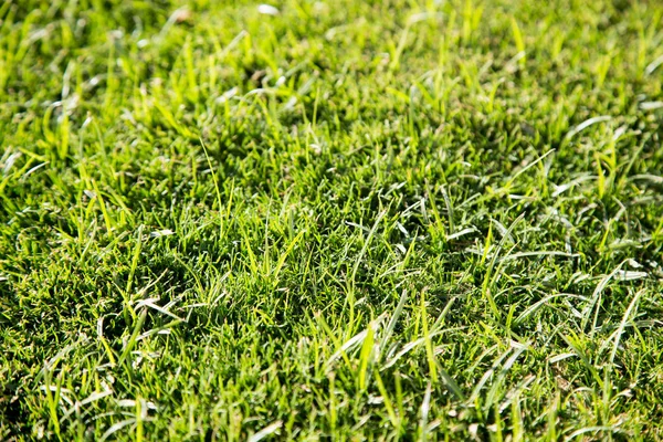 Green grass natural background texture, Lawn for the background . Summer vegetative background. Natural summer and spring background. Royalty Free Stock Images